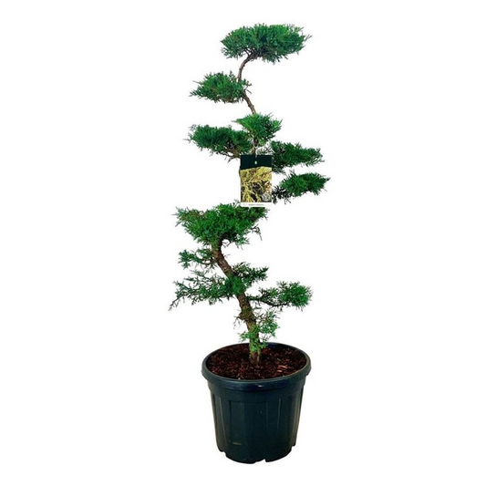 Planta naturala S-Shape H160cm Juniperus x pfitzeriana PS47/ in pamant
