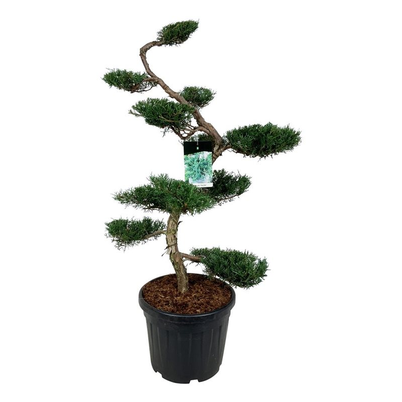 Planta naturala S-Shape H170cm Juniperus virginiana 'Grey Owl' PS47/ in pamant