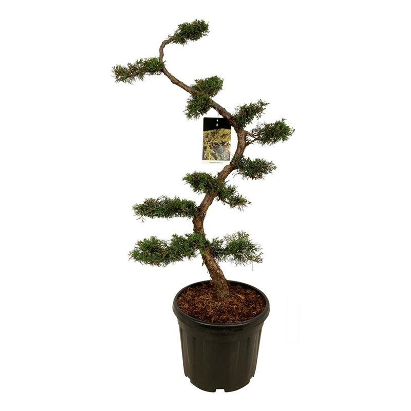 Planta naturala S-Shape H170cm Juniperus x pfitzeriana PS47/ in pamant