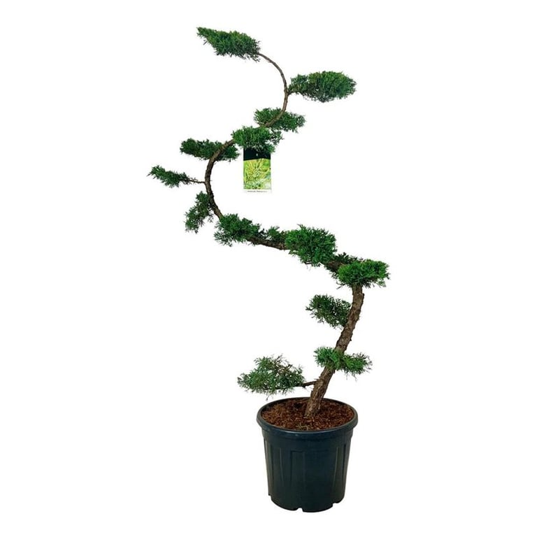 Planta naturala S-Shape H210cm Juniperus x pfitzeriana 'Pfitzeriana Aurea' PS50/ in pamant