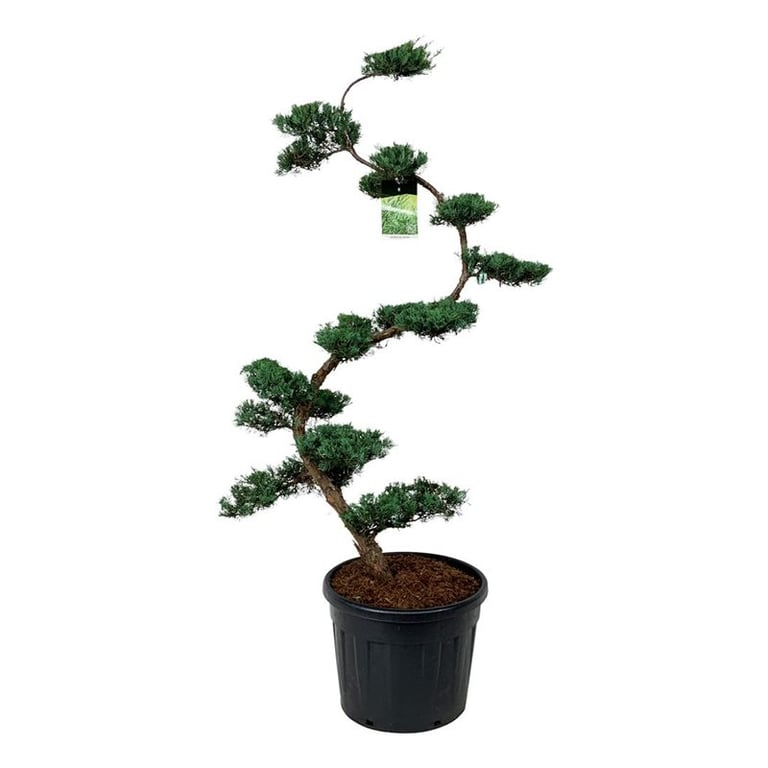 Planta naturala S-Shape H220cm Juniperus virginiana 'Grey Owl' PS60/ in pamant