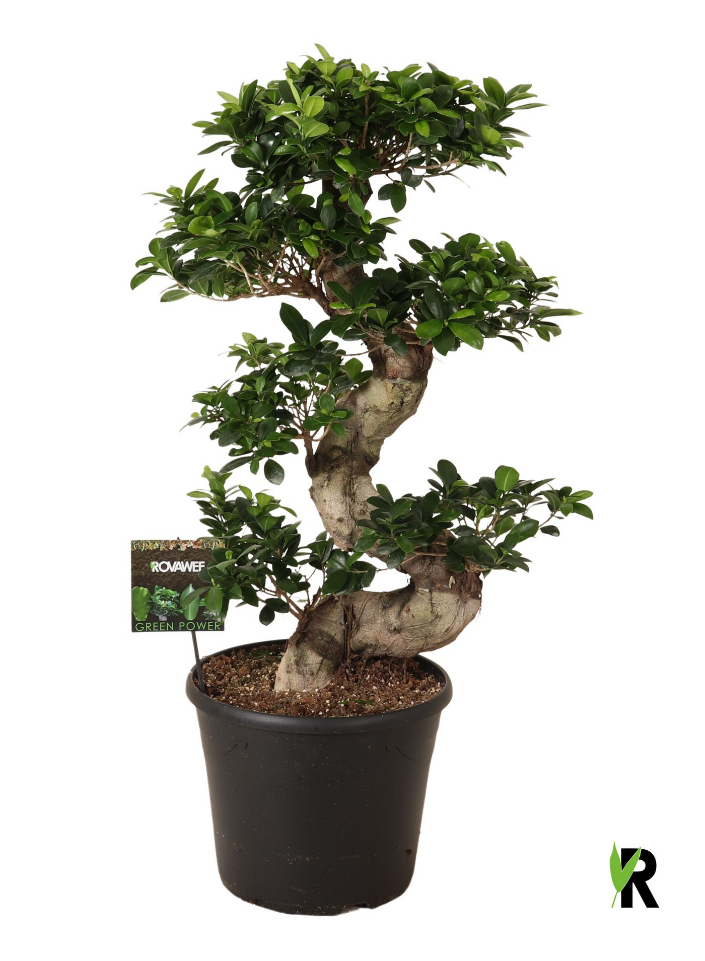 Planta naturala S-Stam H110cm Ficus microcarpa Ginseng PS35/ in pamant