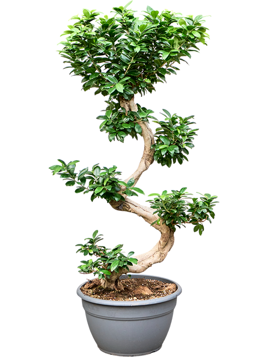 Planta naturala S-Stam H110cm Ficus microcarpa Ginseng PS35/ in pamant
