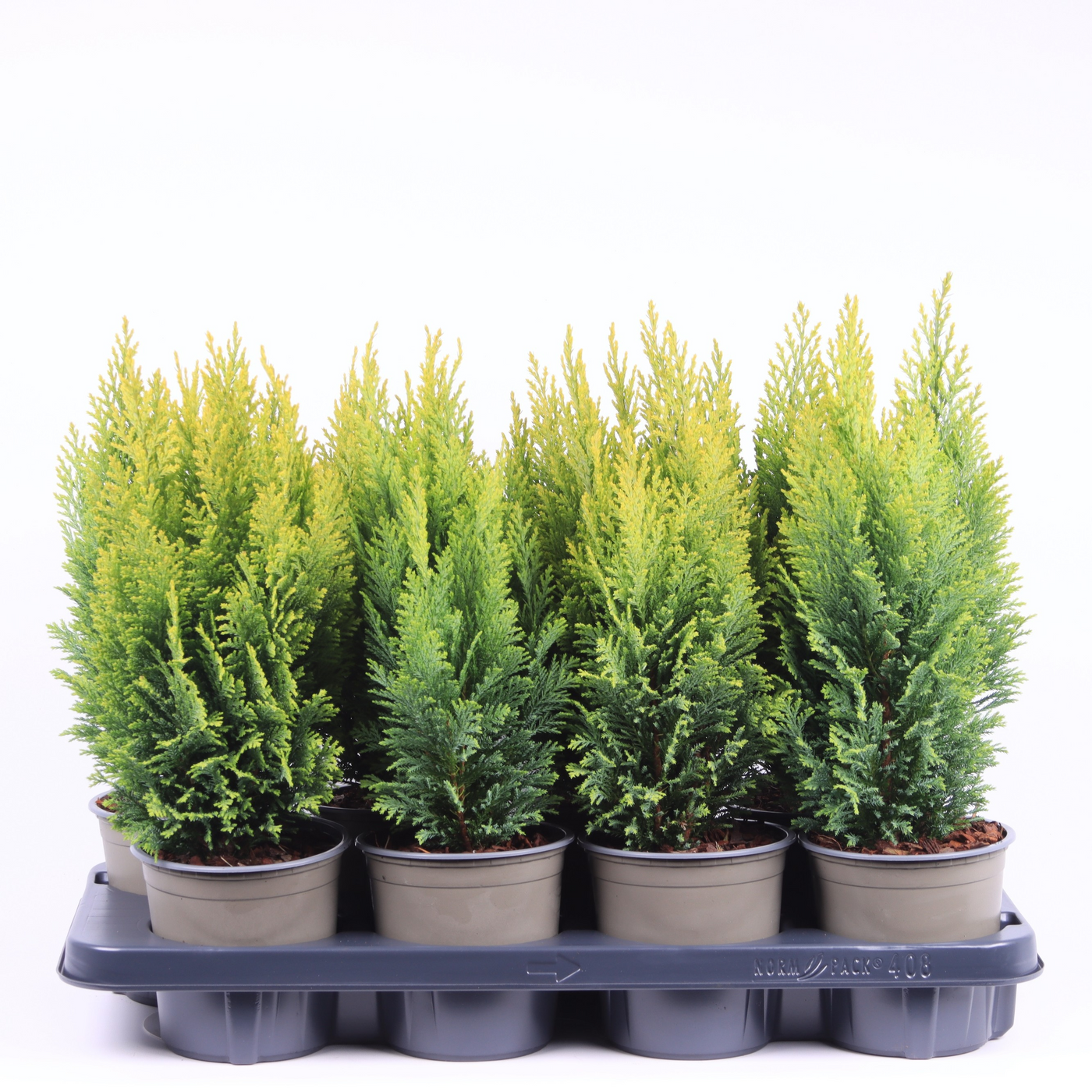 Planta naturala Säule H40cm Chamaecyparis lawsoniana 'Ellwood's Empire' PS13/ in pamant
