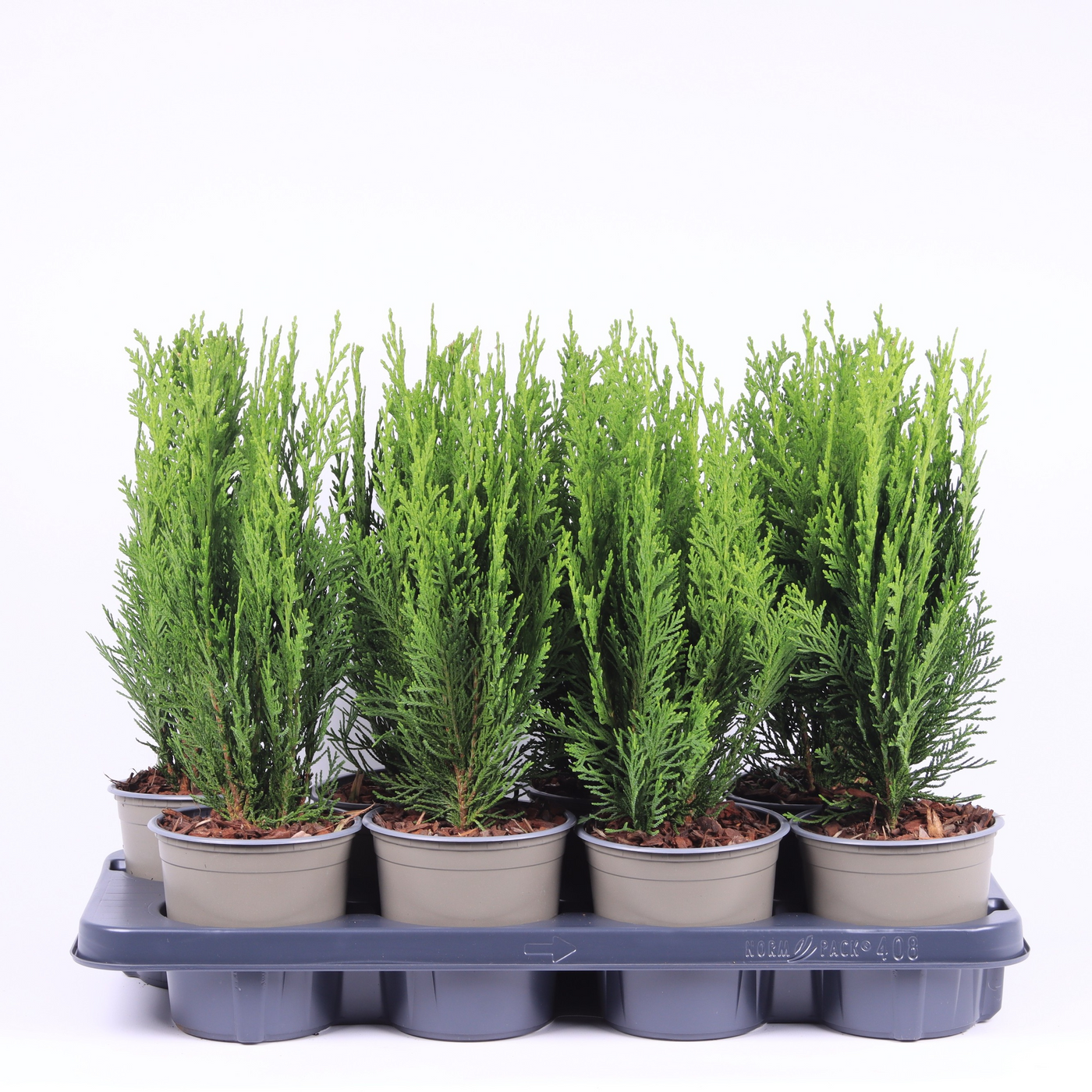 Planta naturala Säule H40cm Chamaecyparis lawsoniana 'Green Pillar' PS13/ in pamant