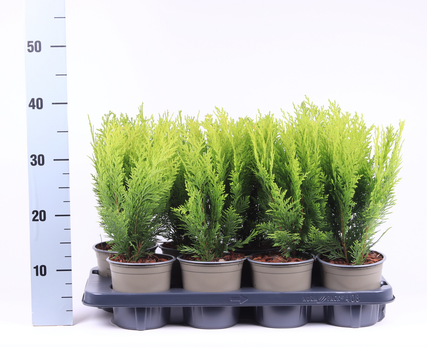 Planta naturala Säule H40cm Chamaecyparis lawsoniana 'Stardust' PS13/ in pamant