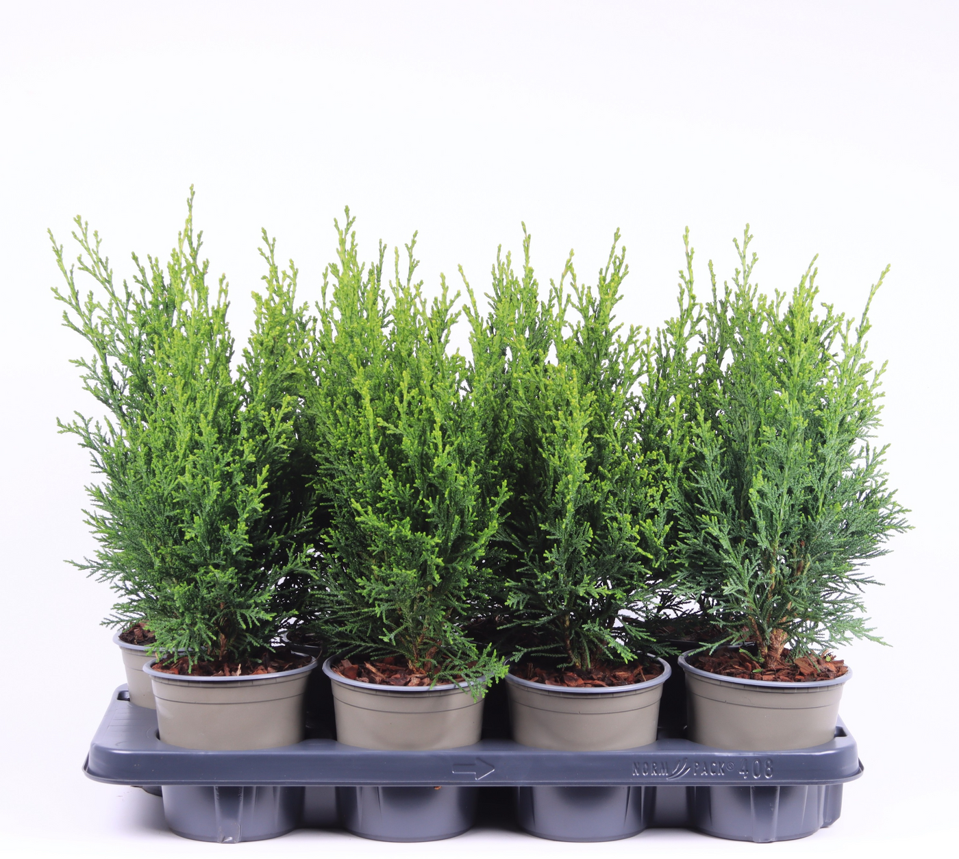 Planta naturala Säule H45cm Chamaecyparis lawsoniana 'Robusta' PS13/ in pamant