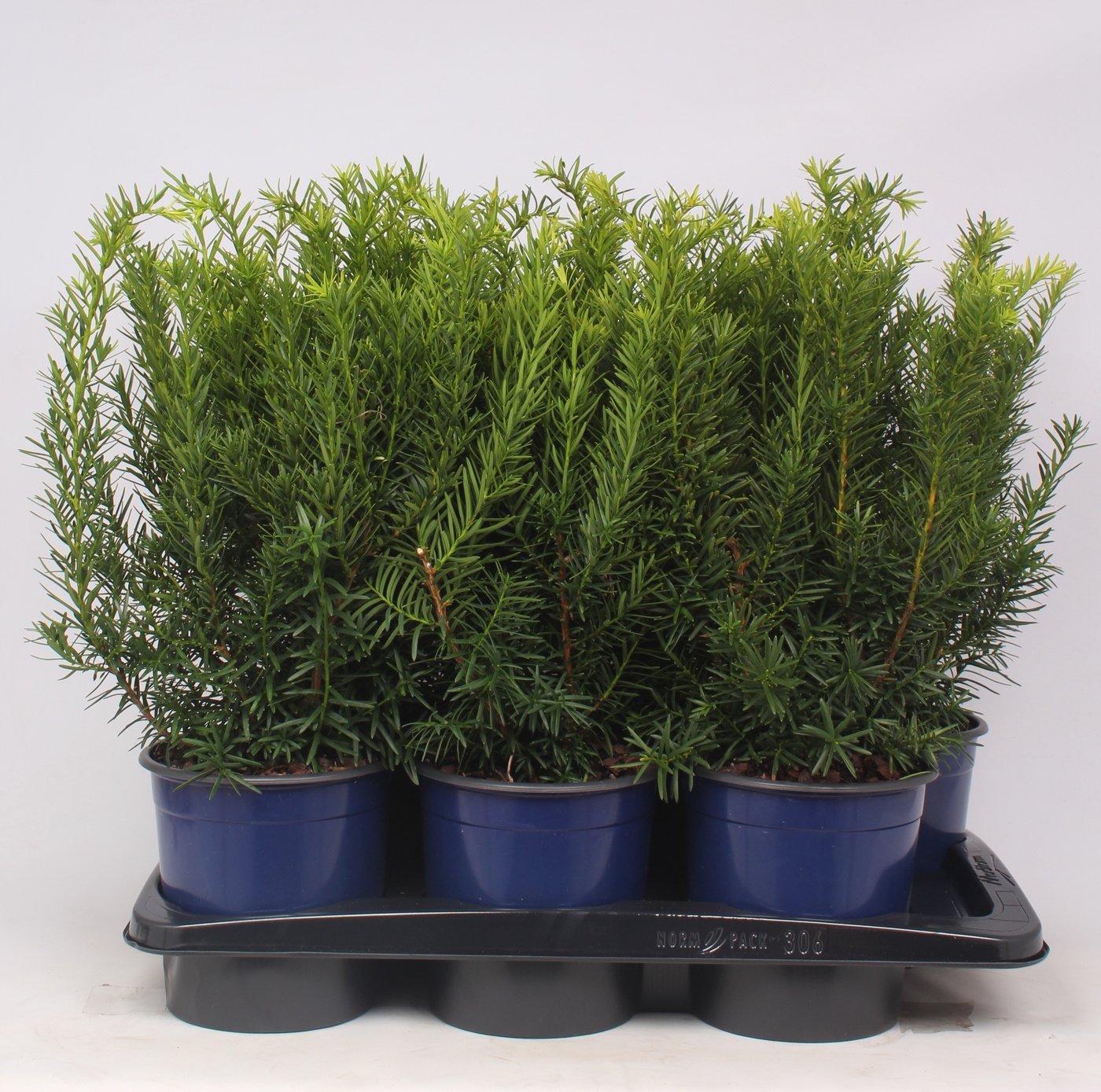 Planta naturala Säule H50cm Taxus x media 'Densiformis' PS17/ in pamant