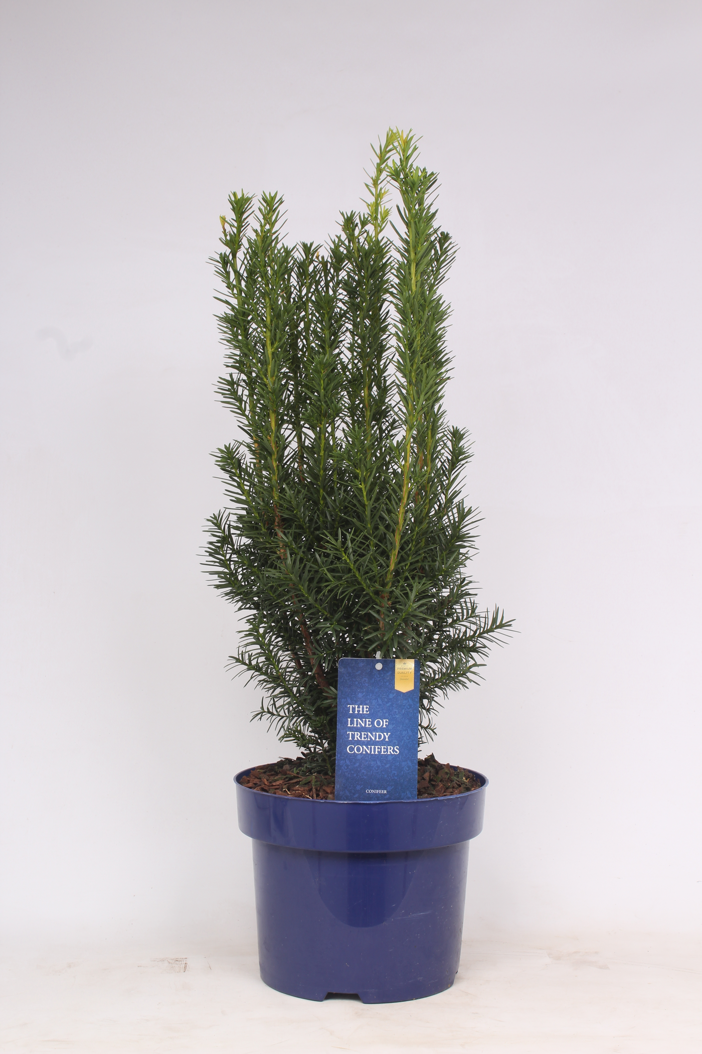 Planta naturala Säule H80cm Taxus media 'Hicksii' PS23/ in pamant