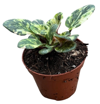 Planta naturala Saintpaulia H10 cm PS8 cm in pamant