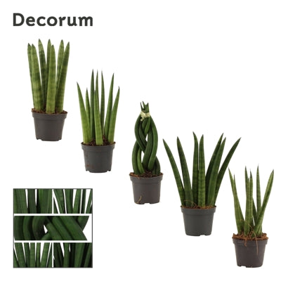 Planta naturala Sansevieria cyl. H16 cm PS6 cm in pamant