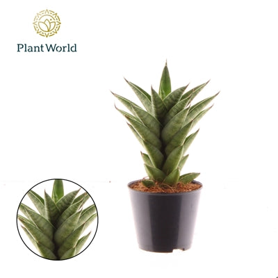 Planta naturala Sansevieria cyl. H25 cm PS8.5 cm in pamant