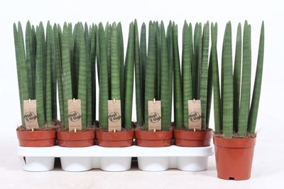 Planta naturala Sansevieria cyl. H40 cm PS12 cm in pamant