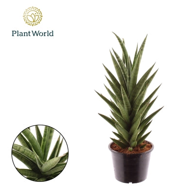 Planta naturala Sansevieria cyl. H40 cm PS14 cm in pamant