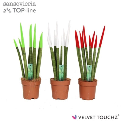 Planta naturala Sansevieria cyl. H45 cm PS12 cm in pamant