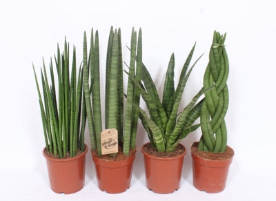 Planta naturala Sansevieria cyl. H70 cm PS17 cm in pamant