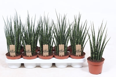 Planta naturala Sansevieria 'Fernwood' H40 cm PS12 cm in pamant
