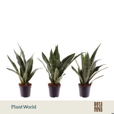 Planta naturala Sansevieria trif. 'Black Coral' H25 cm PS7 cm in pamant