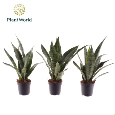 Planta naturala Sansevieria trif. 'Black Coral' H25 cm PS7 cm in pamant