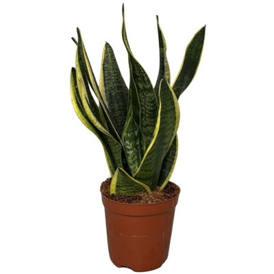 Planta naturala Sansevieria trif. 'Futura Superba' H35 cm PS12 cm in pamant