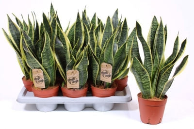 Planta naturala Sansevieria trif. 'Futura Superba' H50 cm PS14 cm in pamant