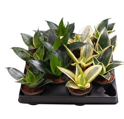 Planta naturala Sansevieria trif. H12 cm PS6 cm in pamant