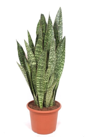 Planta naturala Sansevieria trif. H120 cm PS35 cm in pamant