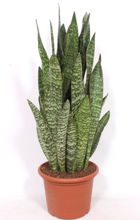 Planta naturala Sansevieria trif. H130 cm PS40 cm in pamant