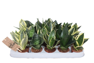 Planta naturala Sansevieria trif. 'Hahnii' H15 cm PS6 cm in pamant