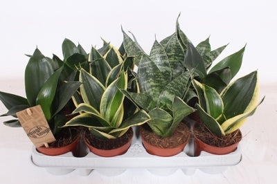 Planta naturala Sansevieria trif. 'Hahnii' H18 cm PS9 cm in pamant