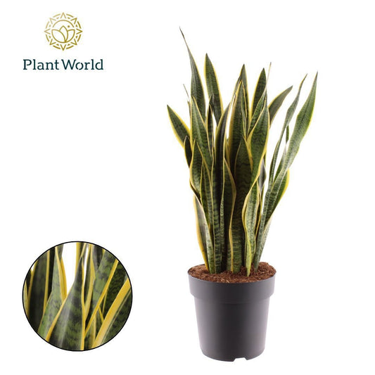 Planta naturala Sansevieria trif. 'Laurentii' H100 cm PS27 cm in pamant