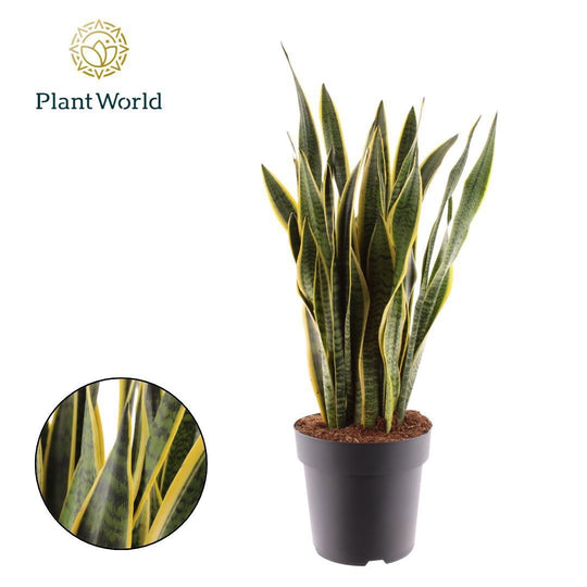 Planta naturala Sansevieria trif. 'Laurentii' H100 cm PS27 cm in pamant