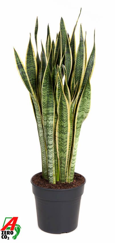 Planta naturala Sansevieria trif. 'Laurentii' H110 cm PS30 cm in pamant