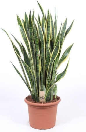 Planta naturala Sansevieria trif. 'Laurentii' H110 cm PS35 cm in pamant