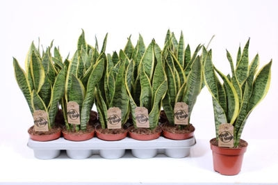 Planta naturala Sansevieria trif. 'Laurentii' H40 cm PS12 cm in pamant