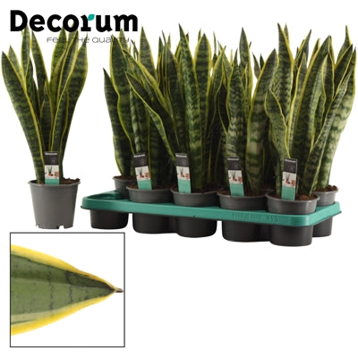 Planta naturala Sansevieria trif. 'Laurentii' H45 cm PS12 cm in pamant