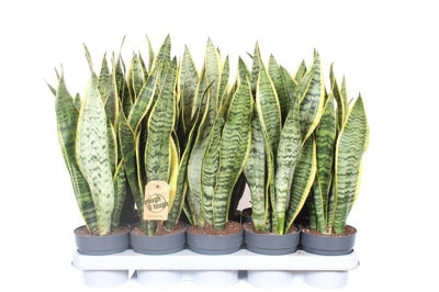 Planta naturala Sansevieria trif. 'Laurentii' H50 cm PS12 cm in pamant