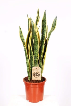Planta naturala Sansevieria trif. 'Laurentii' H65 cm PS17 cm in pamant
