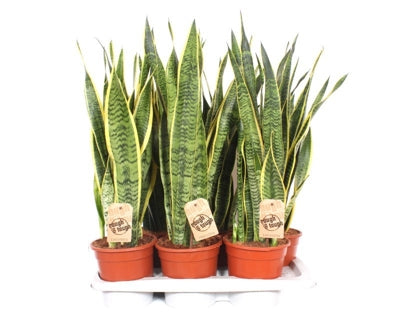 Planta naturala Sansevieria trif. 'Laurentii' H65 cm PS17 cm in pamant