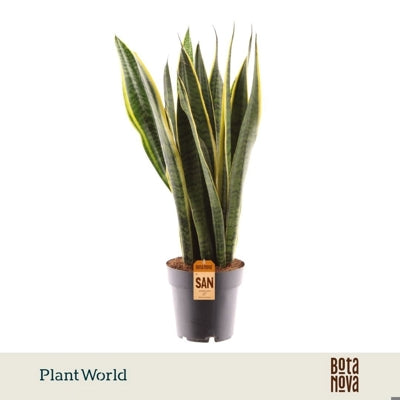 Planta naturala Sansevieria trif. 'Laurentii' H70 cm PS17 cm in pamant