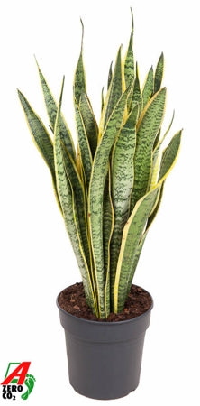 Planta naturala Sansevieria trif. 'Laurentii' H90 cm PS24 cm in pamant