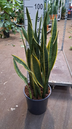 Planta naturala Sansevieria trif. 'Laurentii' H90 cm PS30 cm in pamant
