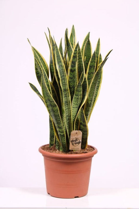Planta naturala Sansevieria trif. 'Laurentii' H95 cm PS30 cm in pamant