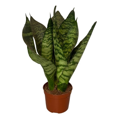 Planta naturala Sansevieria zeylanica H30 cm PS9 cm in pamant