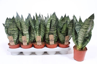 Planta naturala Sansevieria zeylanica H40 cm PS12 cm in pamant