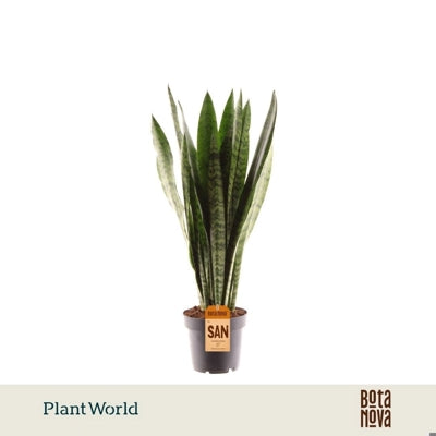 Planta naturala Sansevieria zeylanica H45 cm PS12 cm in pamant
