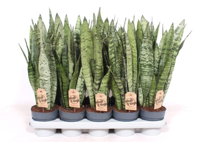 Planta naturala Sansevieria zeylanica H50 cm PS12 cm in pamant