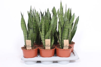 Planta naturala Sansevieria zeylanica H65 cm PS17 cm in pamant