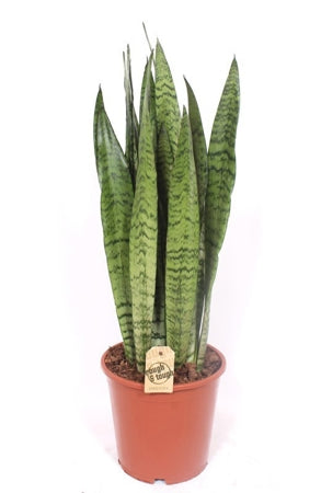 Planta naturala Sansevieria zeylanica H75 cm PS21 cm in pamant