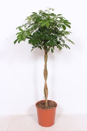 Planta naturala Schefflera arb. 'Compacta' H150 cm PS30 cm in pamant